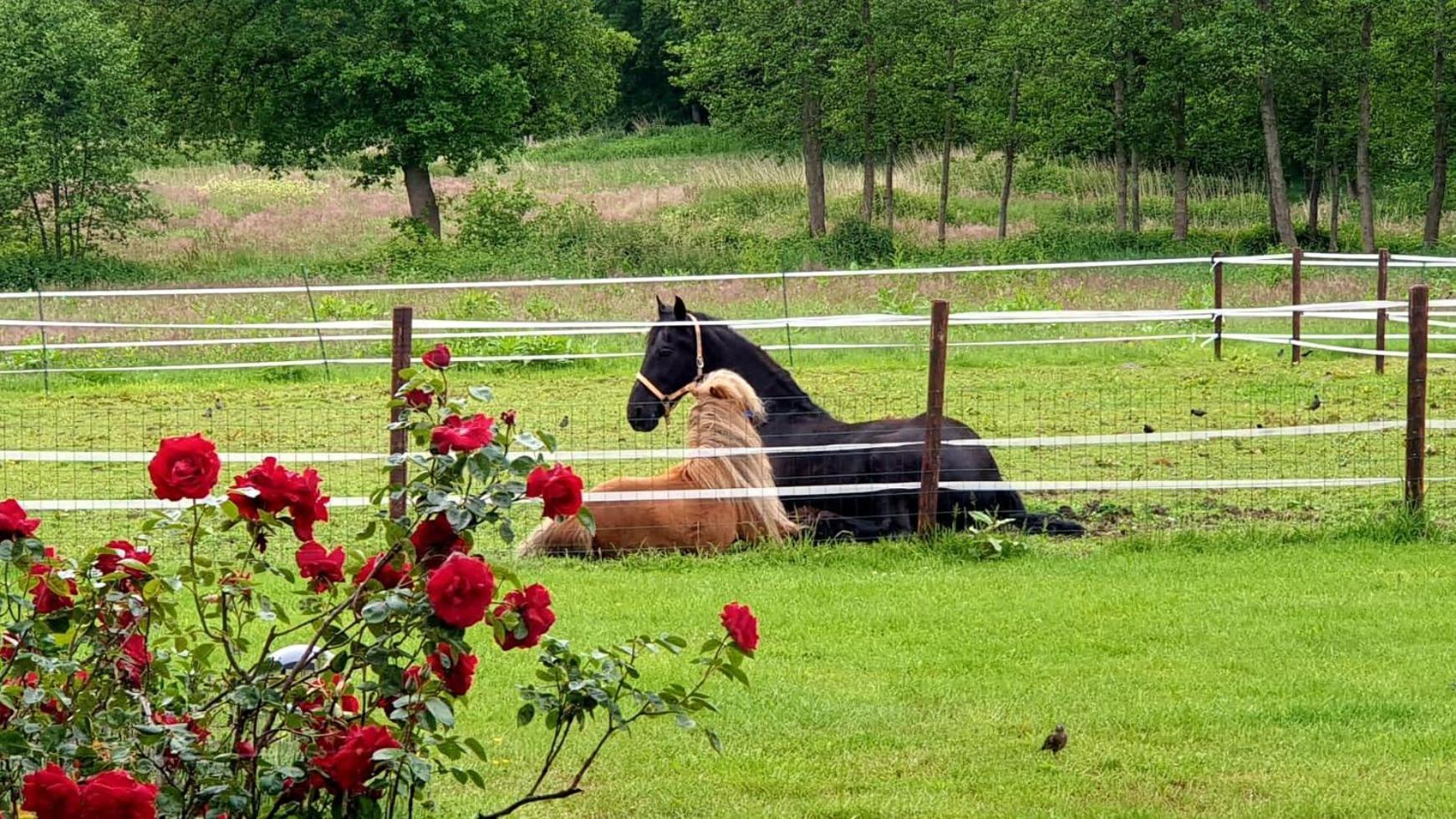 B&B Kuiper In Friesland Ureterp エクステリア 写真